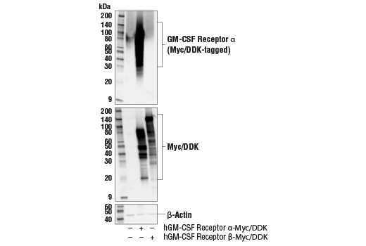 Western Blotting Image 2: GM-CSF Receptor α (E8Z3S) Rabbit mAb