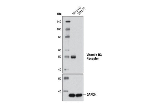 Western Blotting Image 2: Vitamin D3 Receptor (D2K6W) Rabbit mAb (Biotinylated)