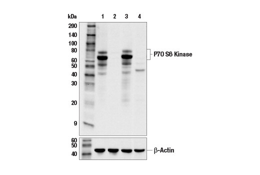 Western Blotting Image 1: p70 S6 Kinase (E8K6T) XP<sup>®</sup> Rabbit mAb