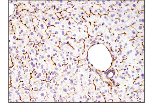 Immunohistochemistry Image 2: ABCG2 (D5V2K) XP<sup>®</sup> Rabbit mAb (BSA and Azide Free)