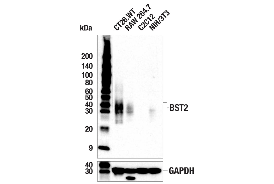 Western Blotting Image 1: BST2 (E5D1Z) Rabbit mAb