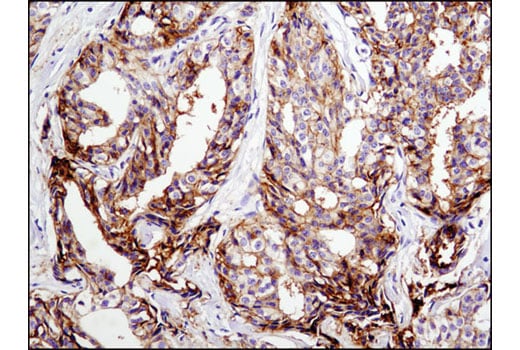 Immunohistochemistry Image 2: CD9 (D3H4P) Rabbit mAb (BSA and Azide Free)