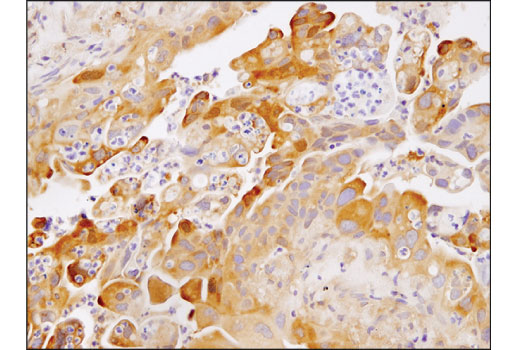 Immunohistochemistry Image 2: RelB (D7D7W) Rabbit mAb