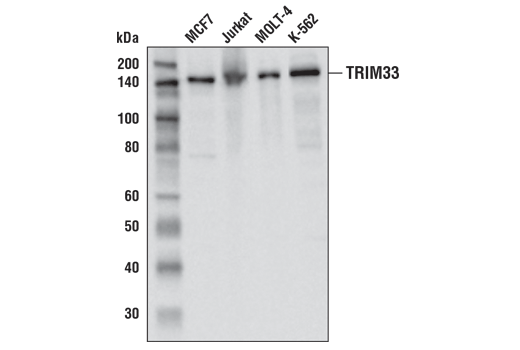 Western Blotting Image 1: TRIM33 (D7U4F) Rabbit mAb