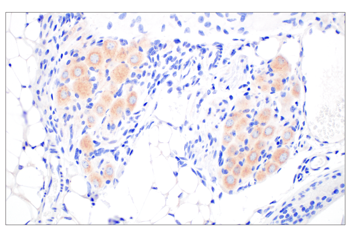 Immunohistochemistry Image 5: BACE1 (F4Z7X) Rabbit mAb (BSA and Azide Free)