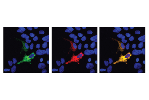 undefined Image 5: Cas9 and Associated Proteins Antibody Sampler Kit