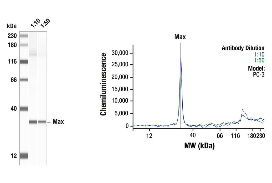 Western Blotting Image 1: Max (E6F6Y) Rabbit mAb