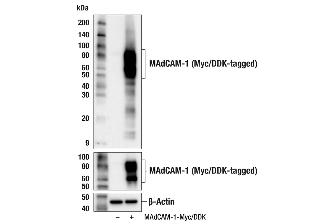 Western Blotting Image 1: MAdCAM-1 (E1V8F) Rabbit mAb