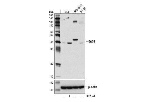 undefined Image 3: Host Cell Viral Restriction Factor Antibody Sampler Kit