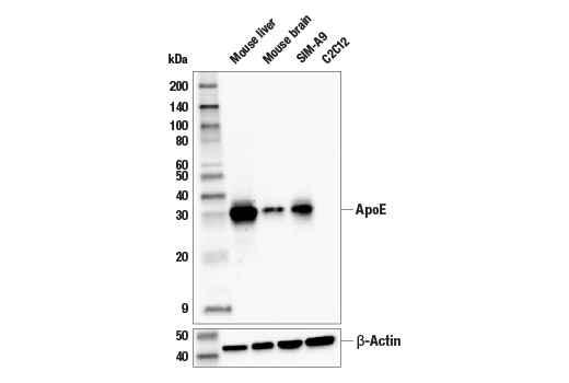 Western Blotting Image 1: ApoE (E7X2A) Rabbit mAb (BSA and Azide Free)