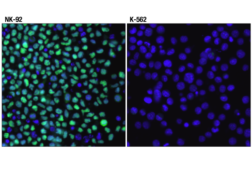 Immunofluorescence Image 1: T-bet/TBX21 (D6N8B) XP<sup>®</sup> Rabbit mAb (BSA and Azide Free)