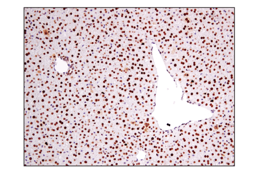 Immunohistochemistry Image 7: Ape1 (E5Y2C) Rabbit mAb (BSA and Azide Free)