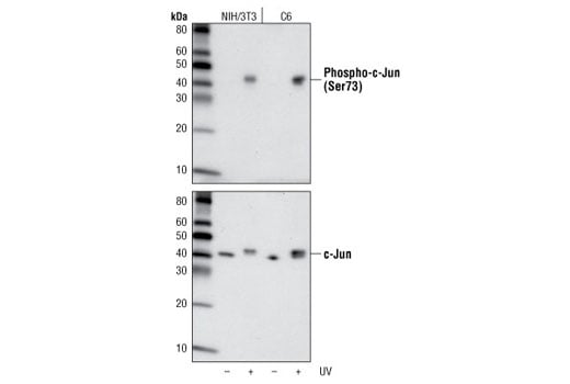 undefined Image 1: PhosphoPlus<sup>®</sup> c-Jun (Ser73) Antibody Duet