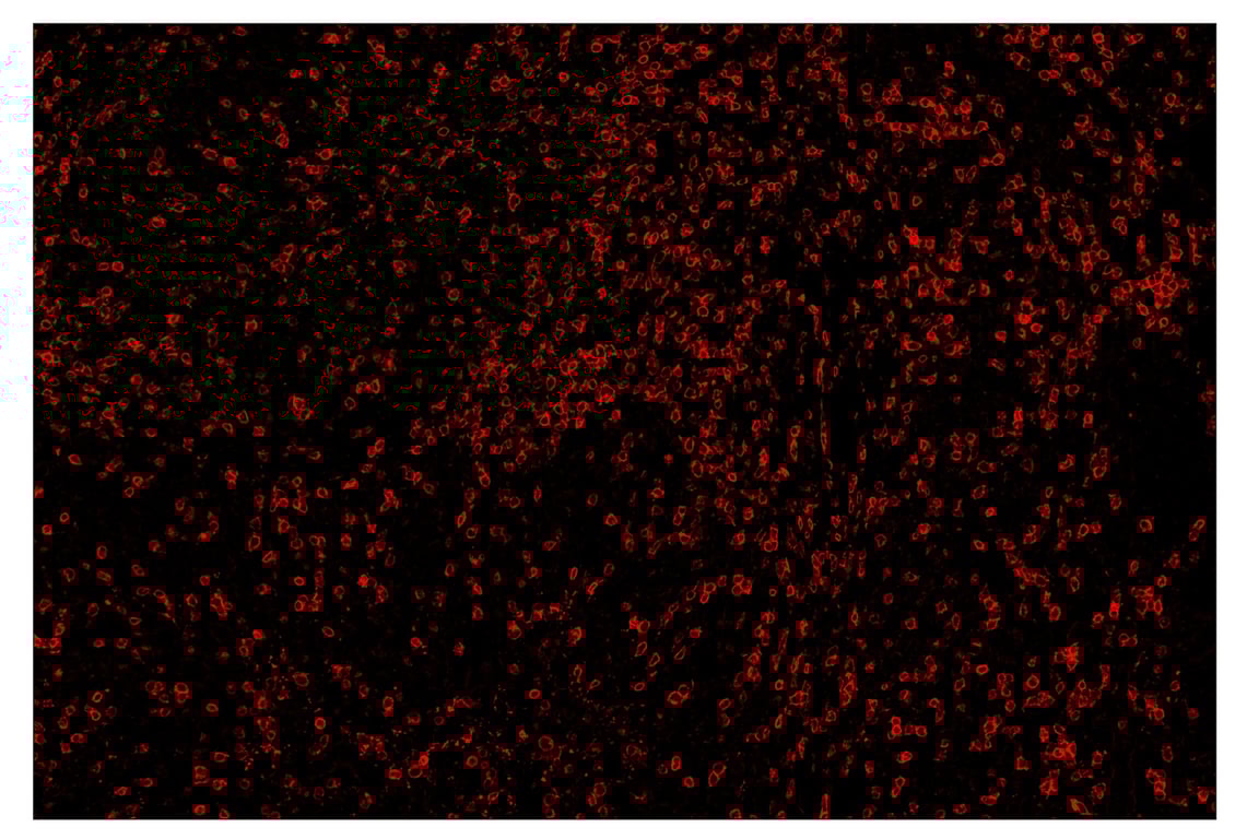 Immunohistochemistry Image 4: CD3ε (D7A6E<sup>™</sup>) & CO-0001-647 SignalStar<sup>™</sup> Oligo-Antibody Pair