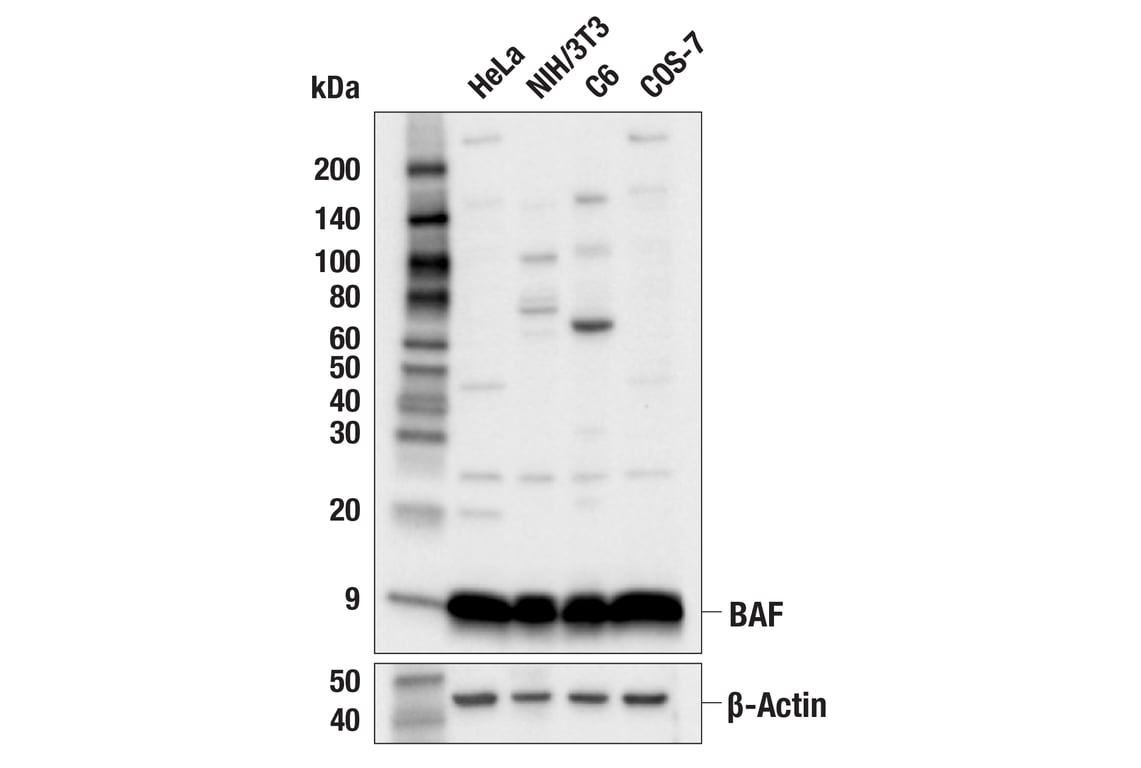 Western Blotting Image 1: BAF (E4O8R) Rabbit mAb