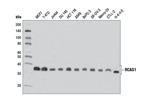 Western Blotting Image 1: RCAS1 (D2B6N) XP® Rabbit mAb