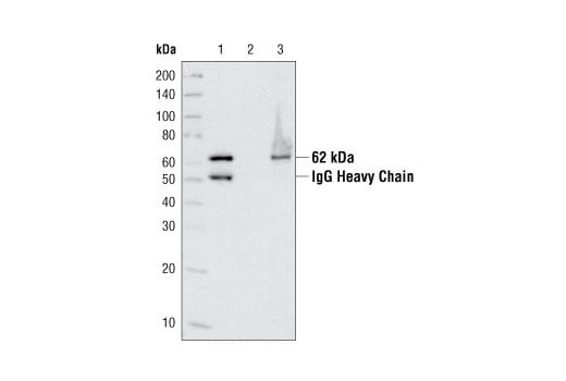 Immunoprecipitation Image 1: AMPKα Antibody