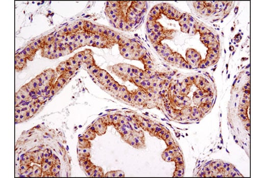Immunohistochemistry Image 3: Bak (D4E4) Rabbit mAb (BSA and Azide Free)
