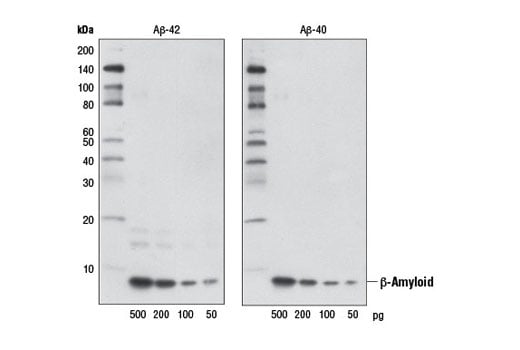 Western Blotting Image 2: β-Amyloid (D54D2) XP<sup>®</sup> Rabbit mAb