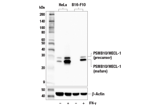 Western Blotting Image 2: PSMB10/MECL-1 (E6R7O) Rabbit mAb