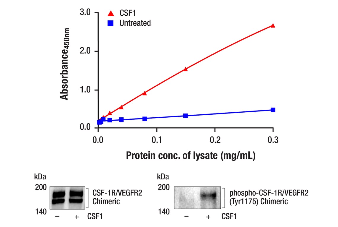 ELISA Image 1: PathScan<sup>®</sup> RP Phospho-VEGFR-2 (Tyr1175) Sandwich ELISA Kit