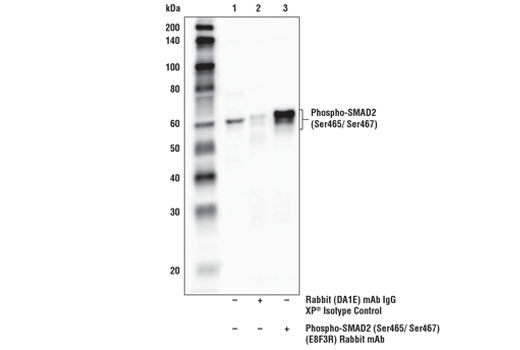 undefined Image 4: PhosphoPlus<sup>®</sup> SMAD2 (Ser465/467) Antibody Duet