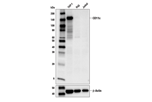 Western Blotting Image 1: CD11c (D3V1E) XP® Rabbit mAb