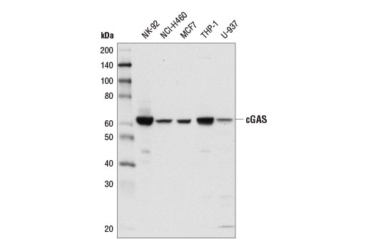 Western Blotting Image 1: cGAS (D1D3G) Rabbit mAb (Biotinylated)
