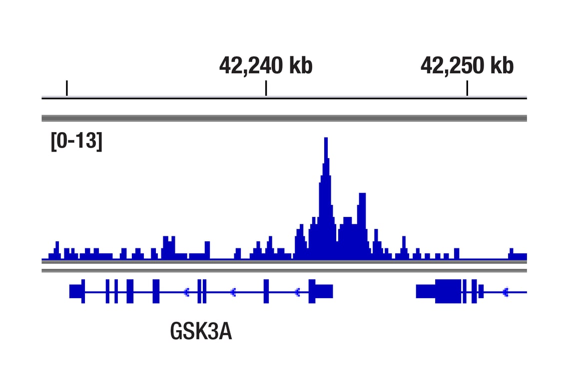 CUT & RUN Image 1: BCL6 (D4I2V) XP<sup>®</sup> Rabbit mAb