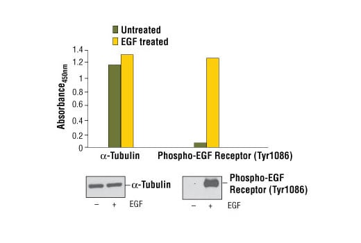 ELISA Image 1: PathScan<sup>®</sup> Total α-Tubulin Sandwich ELISA Kit