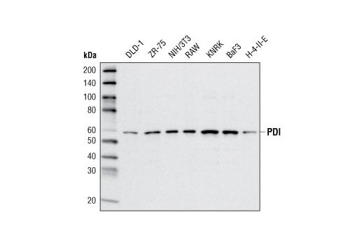 Western Blotting Image 1: PDI (C81H6) Rabbit mAb (BSA and Azide Free)