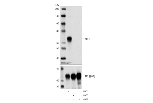 Western Blotting Image 2: Akt1 (D9R8K) Rabbit mAb