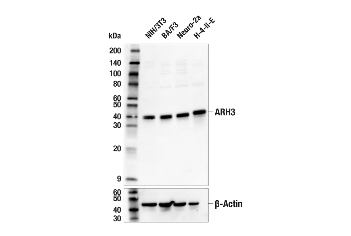 Western Blotting Image 2: ARH3 (E8A6G) Rabbit mAb