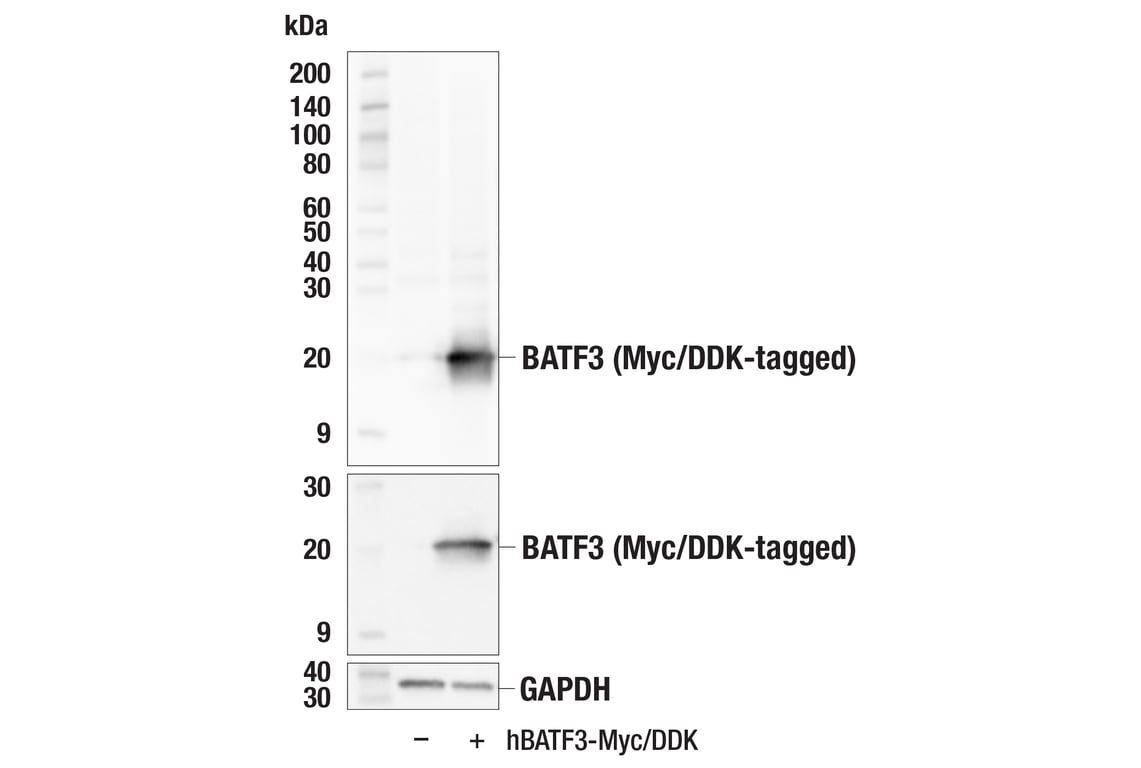 Western Blotting Image 2: BATF3 (E3F3L) Rabbit mAb