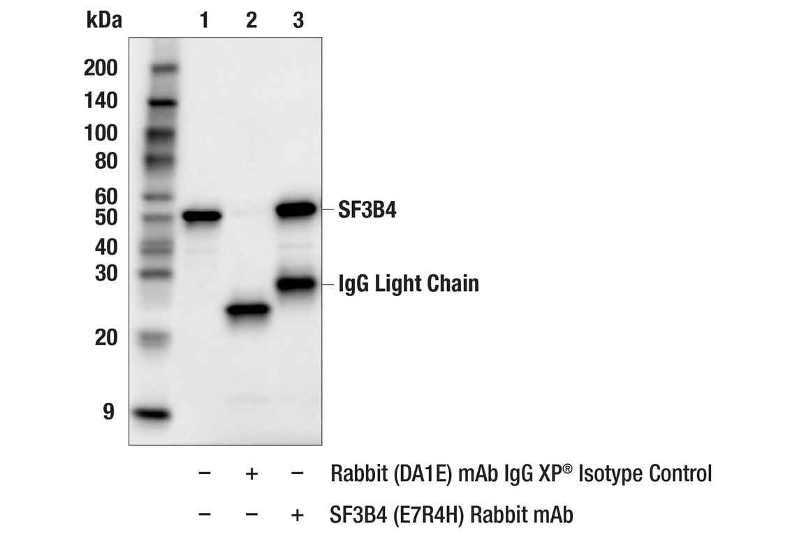 Immunoprecipitation Image 1: SF3B4 (E7R4H) Rabbit mAb