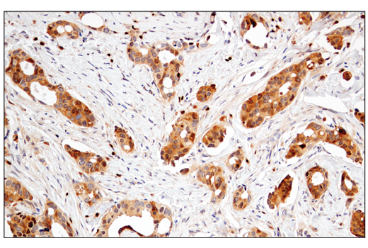 Immunohistochemistry Image 2: Enolase-2 (E2H9X) XP<sup>®</sup> Rabbit mAb