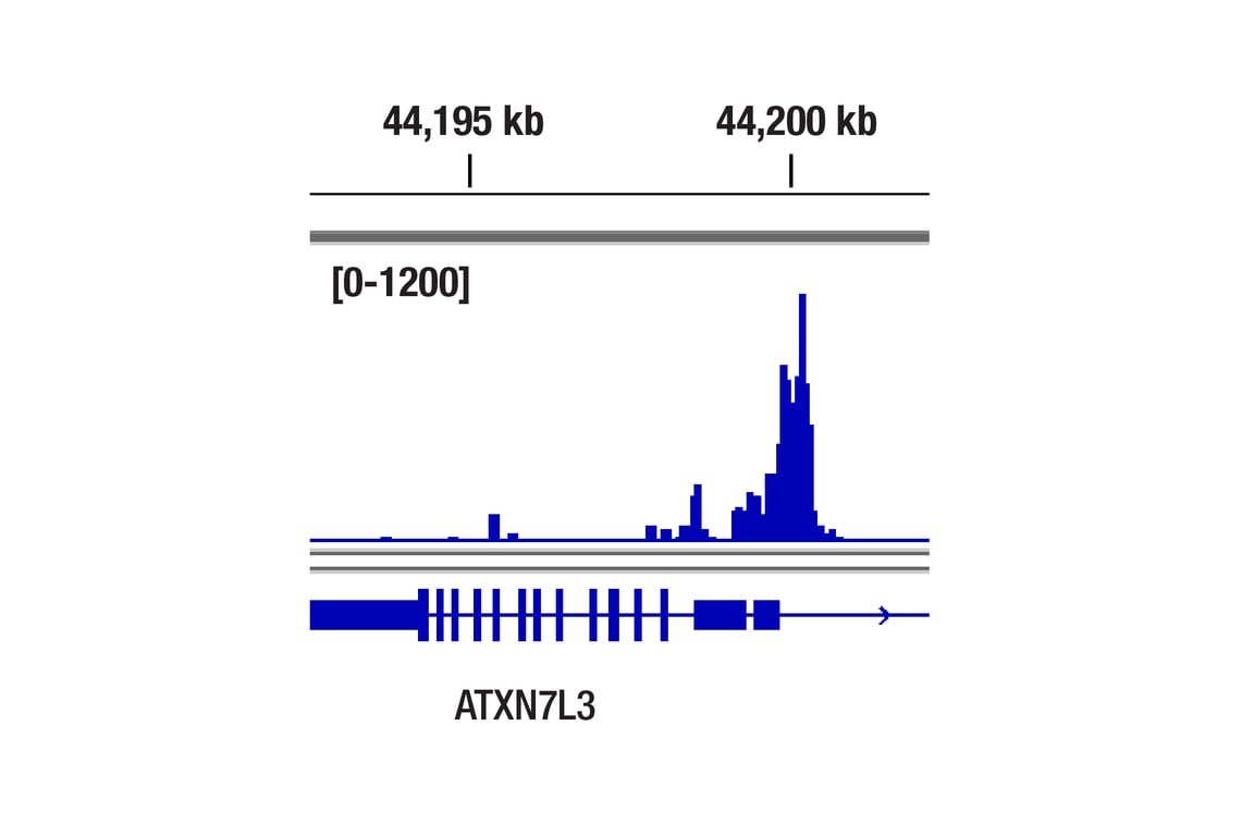 CUT & Tag Image 1: ETS-1 (D8O8A) Rabbit mAb