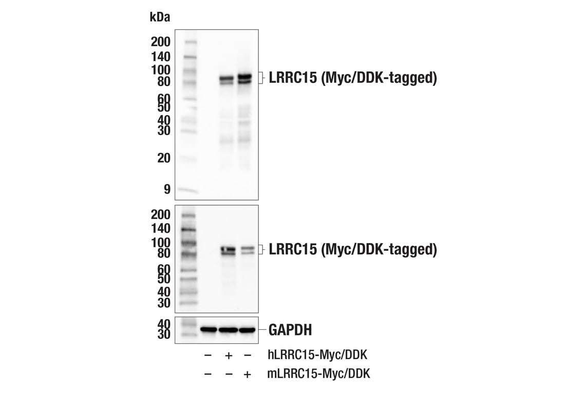 Western Blotting Image 2: LRRC15 (E4X8J) Rabbit mAb