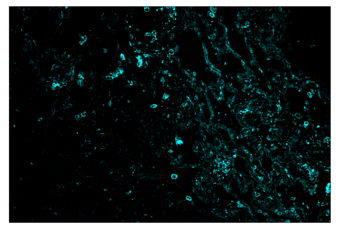 Immunohistochemistry Image 5: CD86 (E2G8P) & CO-0038-750 SignalStar<sup>™</sup> Oligo-Antibody Pair