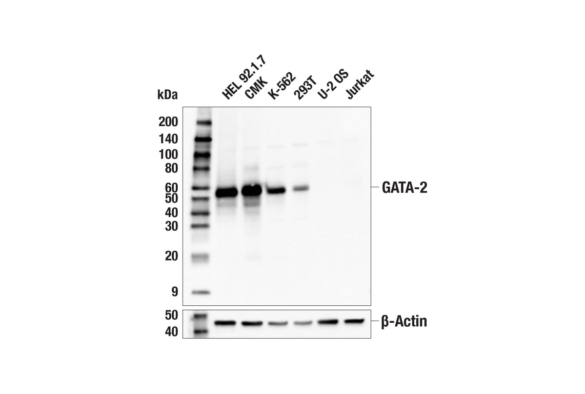 Western Blotting Image 1: GATA-2 (E8B5C) Rabbit mAb (BSA and Azide Free)