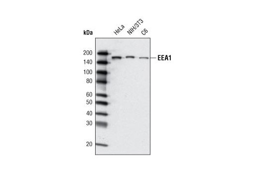 Western Blotting Image 1: EEA1 (C45B10) Rabbit mAb