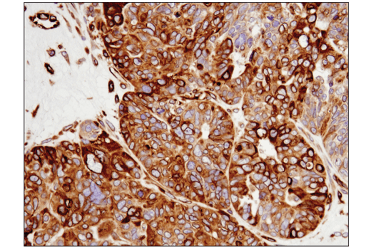 Immunohistochemistry Image 2: STING (D2P2F) Rabbit mAb