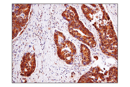 Immunohistochemistry Image 5: Ape1 (E5Y2C) Rabbit mAb (BSA and Azide Free)