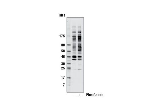 Western Blotting Image 2: Phospho-AMPK Substrate Motif [LXRXX(pS/pT) MultiMab<sup>® </sup> Rabbit mAb mix