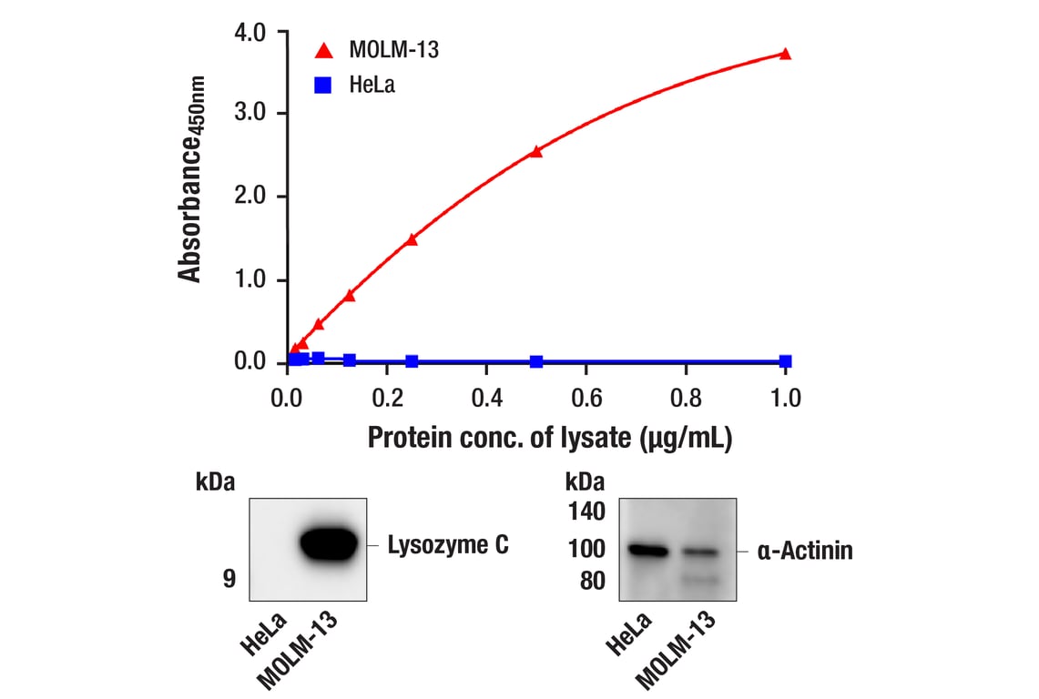 undefined Image 1: PathScan<sup>®</sup> RP Lysozyme C Sandwich ELISA Kit