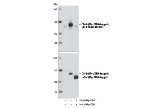 Western Blotting Image 2: Cbl-b (D3C12) Rabbit mAb (Biotinylated)