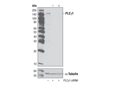 Western Blotting Image 2: PLCγ1 (D9H10) XP<sup>®</sup> Rabbit mAb (BSA and Azide Free)