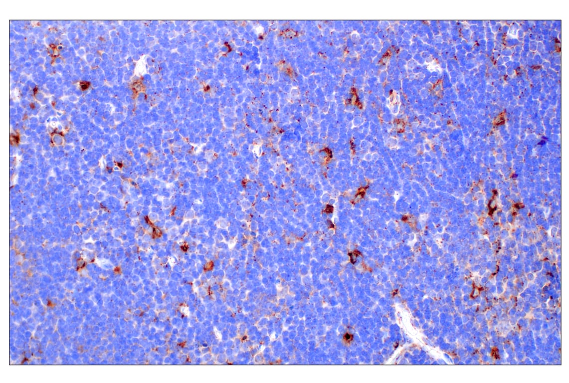 Immunohistochemistry Image 9: Cathepsin D (E5V4H) Rabbit mAb