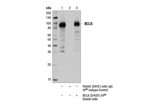 Immunoprecipitation Image 1: BCL6 (D4I2V) XP<sup>®</sup> Rabbit mAb
