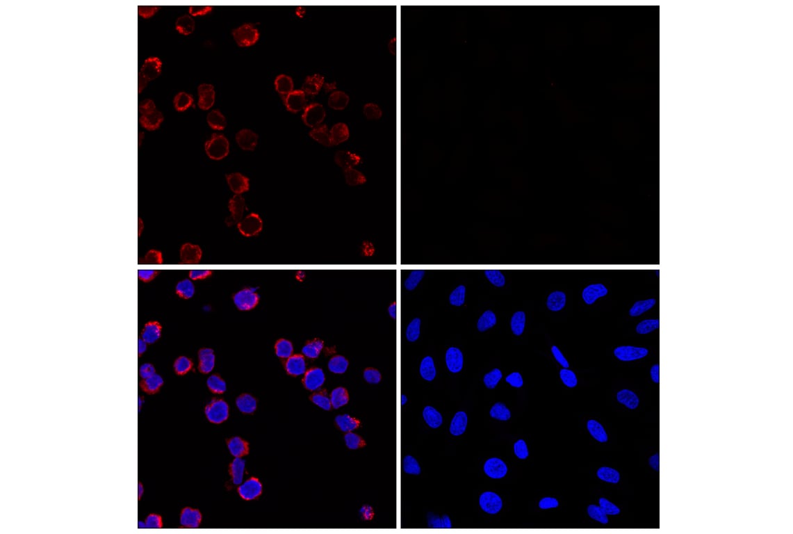 Immunofluorescence Image 1: Myeloperoxidase (E1E7I) XP® Rabbit mAb (Alexa Fluor® 647 Conjugate)